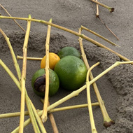 A small pile of lemons and limes on a wet beach, with yellow sticks scattered on top and around, and the sea and a grey sky in the background