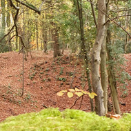 A stone wall is in the foreground. Behind the wall is a clearing in a wooded area. There are trees bare of leaves in the middle distance. The floor is covered in leaves all different shades of orange