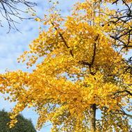 Gingko Tree in its Autumnal yellow foliage.