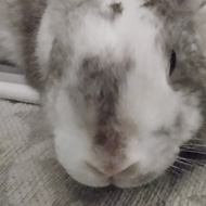 A grey and white splodged rabbit lies out and looks at the camera.