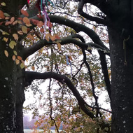 4 trees in a huddle, with coloured autumn leaves and pretty ribbons tied to the branches