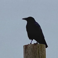 A black crow perches on a weather-stained wooden post, set in a sandy beach with buildings in the background