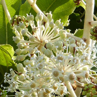 Late autumn food for insects in the form of flowers on the Fatsia shrub providing nectar and pollen.