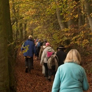 A group of walkers wind their way, through a beech wood in it's full autumn glory.