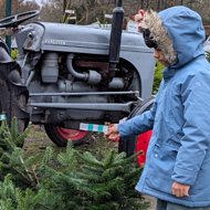 Little Xmas trees in front of grey tractor