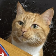 Chuckie, our 3 legged ginger cat eyes up an oversized plate of Christmas food.