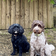 Two small dogs sat in front of Christmas tree outside an old stone batn