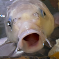 A mass of silver, gold, and bright orange koi carp fish in choppy water