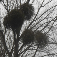 Balls of mistletoe growing in very tall tree