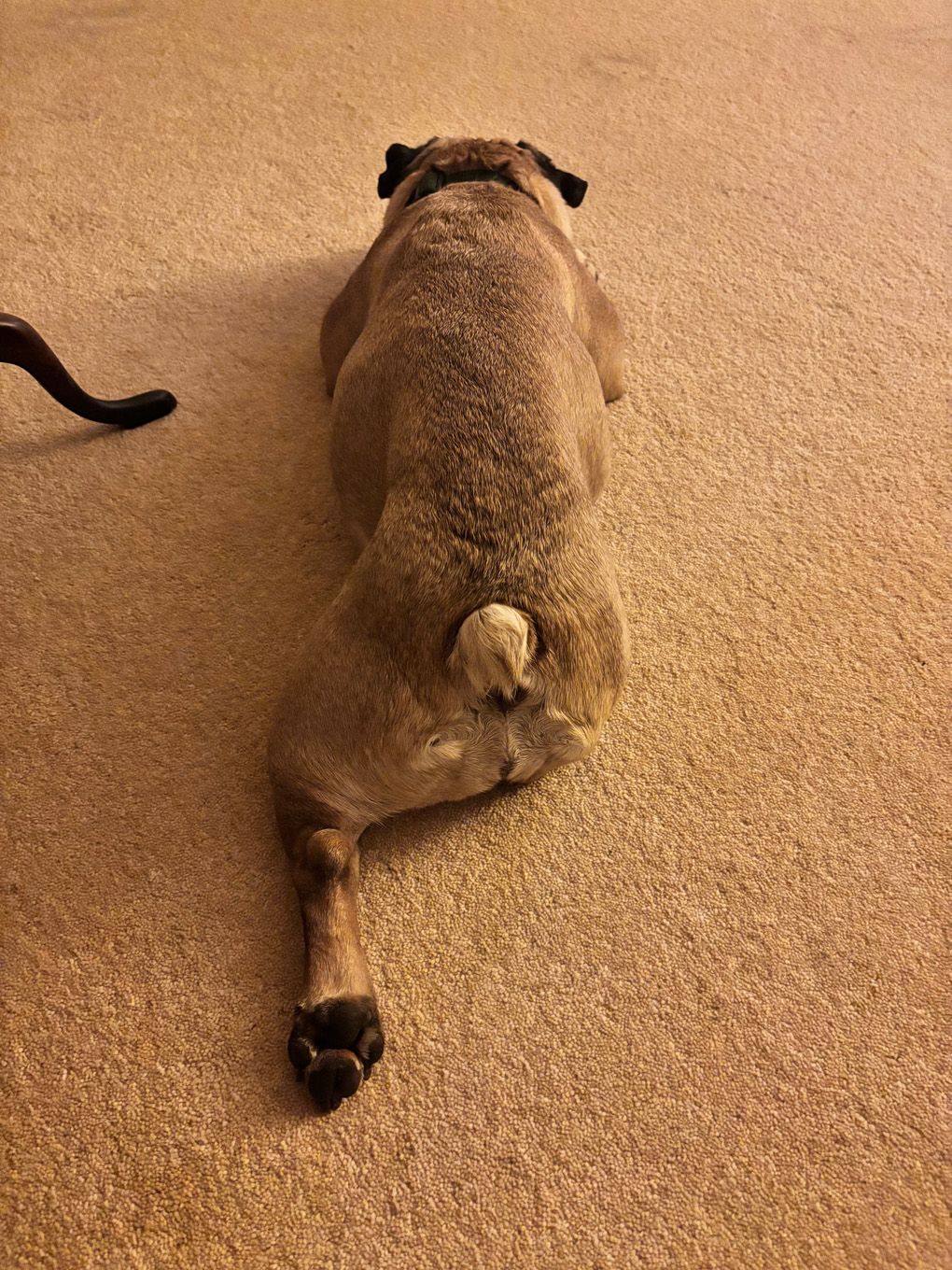 A sleeping dog stretched out on a sandy coloured carpet