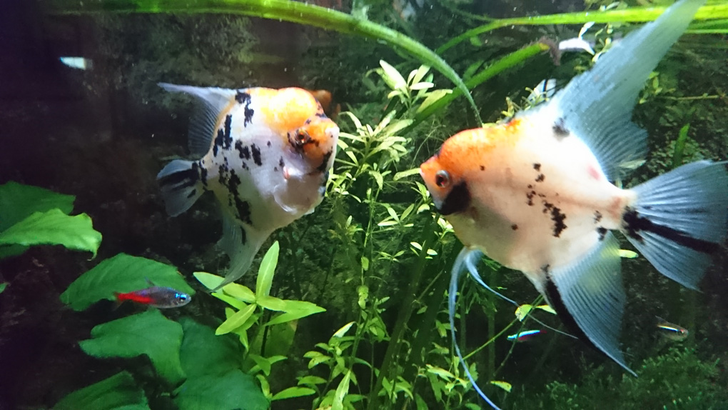 Our two Angel Fish in our five foot aquarium have grown quite big and are looking splendid in their white attire and black and orange markings.