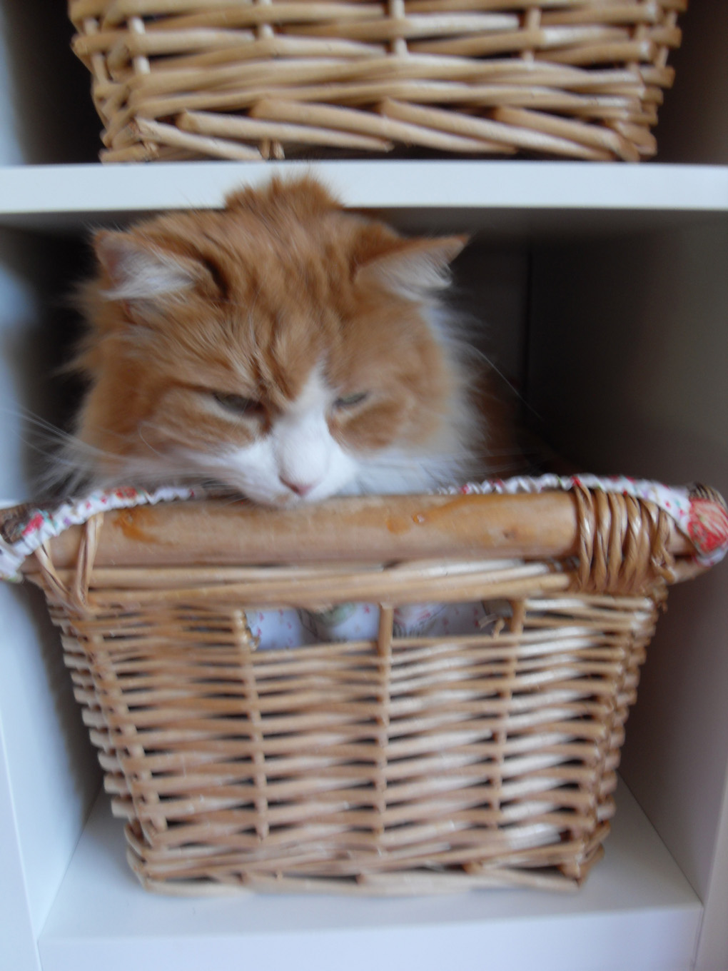 Cross looking ginger cat getting out of a basket