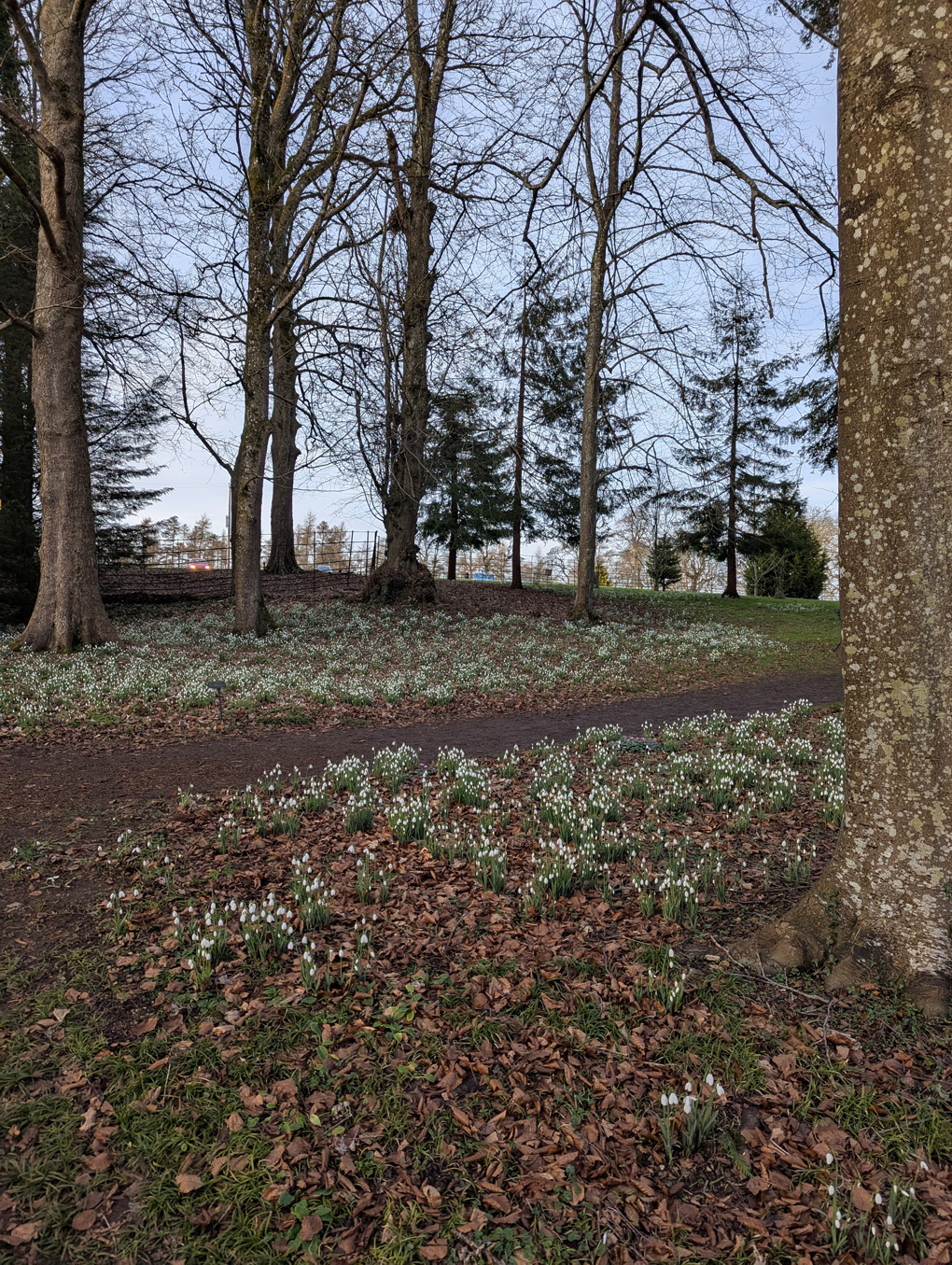 Snowdrop growing at Colesbourne