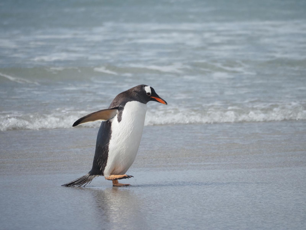 Gentoo penguin walks along the shoreline