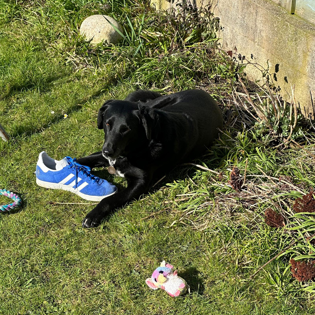 Dog lying in the garden after stealing shoes and kids toys.