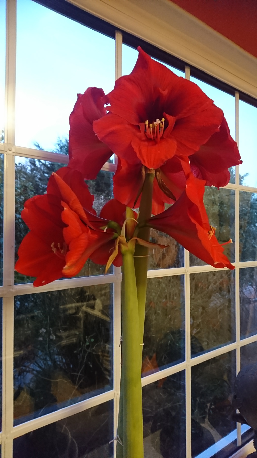 A tall plant growing in a pot on a window sill consisting of two tall sturdy stems, one 3ft high, bearing two flower heads of eight beautiful large trumpet like scarlet blooms . My Amarylis has done it again, second year running. A wonderful show of colour to brighten the grey days of January and February.