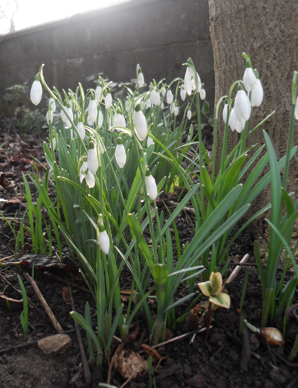 Snowdrops blooming near a tree trunk