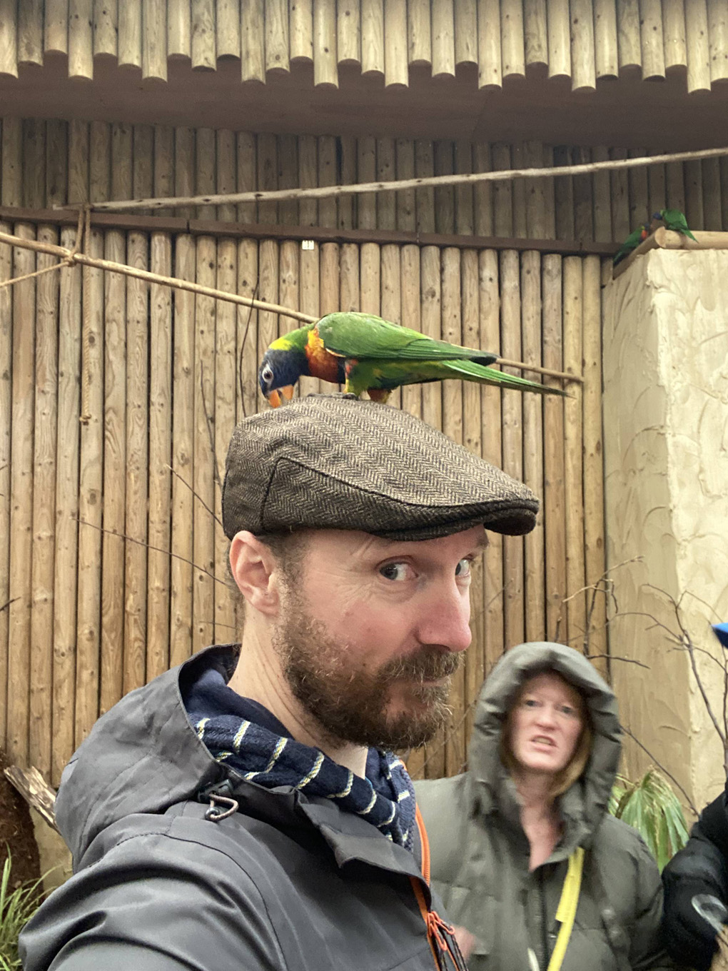 A bright green lorikeet perched on the flat cap of a bearded gentleman.