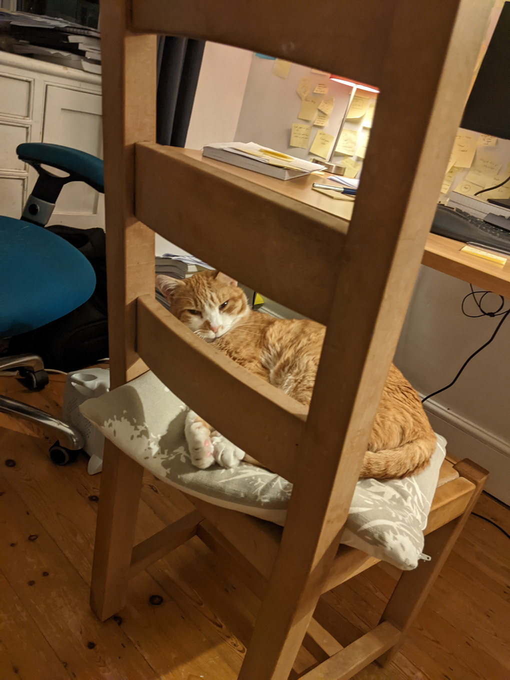 Cat at desk