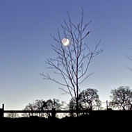 The Moon and Venus