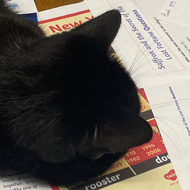 Black cat Salem, laying across work whilst intently watching a student