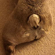 A sleeping dog stretched out on a sandy coloured carpet