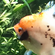 Our two Angel Fish in our five foot aquarium have grown quite big and are looking splendid in their white attire and black and orange markings.