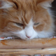 Cross looking ginger cat getting out of a basket