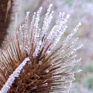 Frozen plant