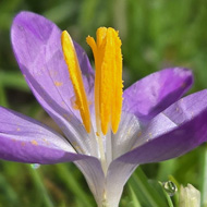 Close up of a purple flower with an orange stigma on display, in the background lush green grass and a few other purple flowers