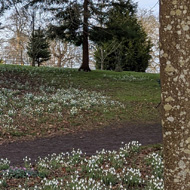 Snowdrop growing at Colesbourne