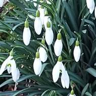 Pink hyacinths, snowdrops, a chocolate cake and a poem 