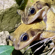 Two frogs in an amorous embrace in a small pond