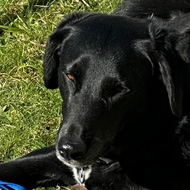 Dog lying in the garden after stealing shoes and kids toys.