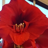 A tall plant growing in a pot on a window sill consisting of two tall sturdy stems, one 3ft high, bearing two flower heads of eight beautiful large trumpet like scarlet blooms . My Amarylis has done it again, second year running. A wonderful show of colour to brighten the grey days of January and February.