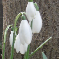 Snowdrops blooming near a tree trunk