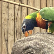 A bright green lorikeet perched on the flat cap of a bearded gentleman.